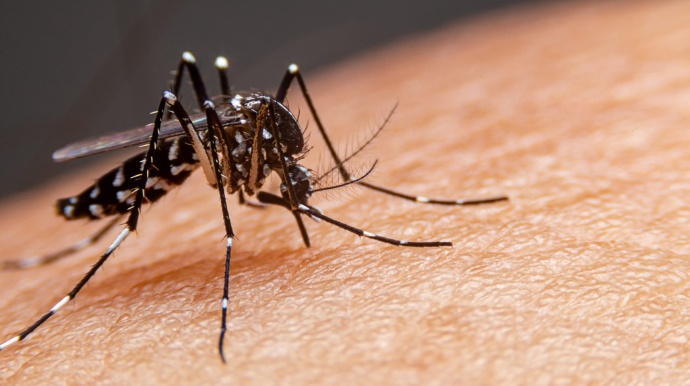 Dois casos de óbito suspeito por dengue foram negativados
