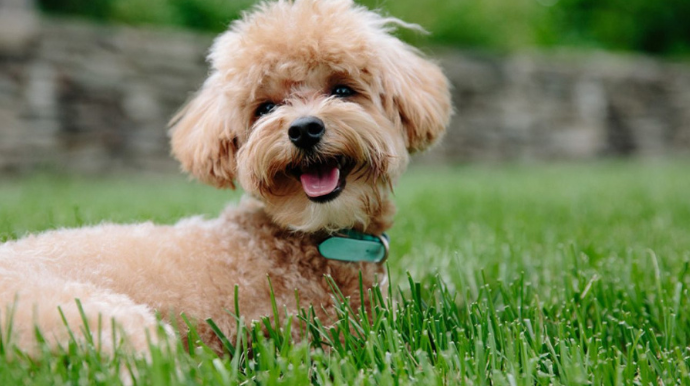 Saúde fará censitário canino na zona leste para identificar leishmaniose