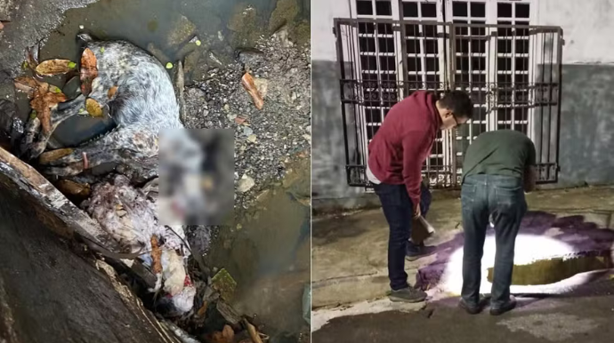 Animal já estava morto dentro do bueiro quando a equipe da ONG chegou no local em Marília — Foto: ONG Spaddes / Divulgação