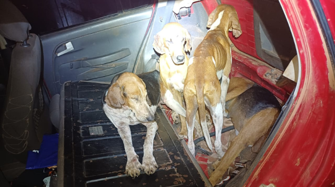 Caçadores são detidos e cães são encontrados em porta-malas de carro em Tupã