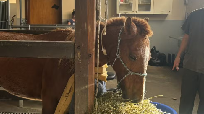 Cavalo Caramelo comendo após ter sido resgatado. — Foto: Reprodução/Eduardo Paganella